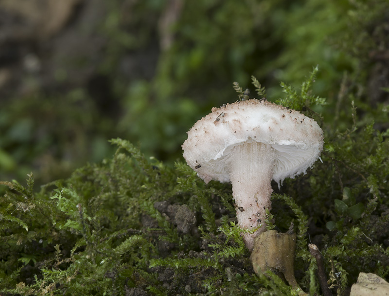 Cystolepiota moelleri